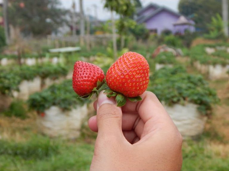 Petik strawberry di puncak bogor