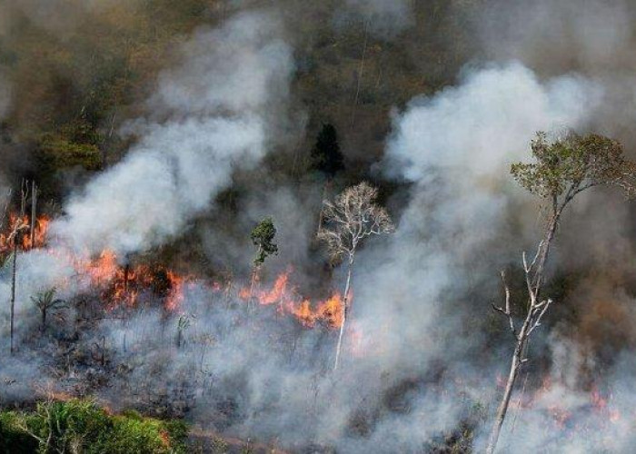 Kebakaran di hutan Kalimantan